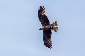 Griffon vultures above the Rocher du Caire near Remuzat, Drôme provençale