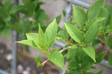 Young Sprouts Green Leaves On Branch Of Actinidia (Actinidia Kolomikta) Growing In Spring Garden Close Up.