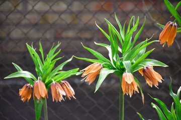 Large bushes of lilies in the garden with open orange buds. Spring awakening of nature.