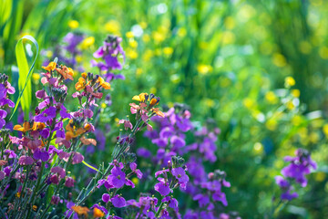 Floral background. Blooming purple and orange plants closeup. Selective focus
