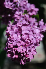 Pink lilac in spring flowering closeup. Shallow depth of field