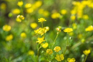 Floral background. Small yellow flowers closeup. Selective focus