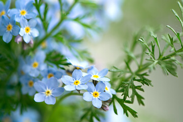Blooming forget-me-not flowers summer floral background