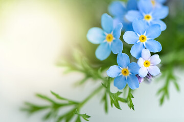 Close up of tiny blue forget-me-not flowers (Myosotis sylvatica)  on blurred background