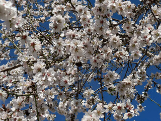 cherry tree blossom