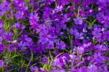 Flowers of Phlox subulata 'Atropurpurea' (Creeping phlox) in the garden in early June. Bright purple carpet flowers on a sunny day.