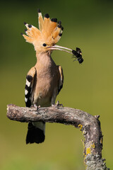 Enchanting eurasian hoopoe, upupa epops, sitting on twig with field cricket in beak in summer....
