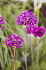 Purple decorative blooming garlic Allium is a genus of monocotyledonous flowering plants that includes hundreds of species, including the cultivated onion, garlic, scallion, leek, and chives. 