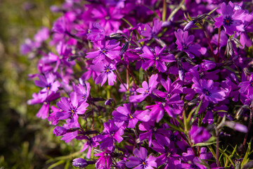 Flowers of Phlox subulata 'Atropurpurea' (Creeping phlox) in the garden in early June. Bright purple carpet flowers on a sunny day.
