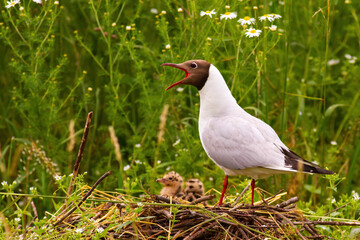 Black-headed gull, chroicocephalus ridibundus, nesting with two chicks near colourful vegetation in summer. Screeching bird guarding family in colony. Concept of new life in wild nature.