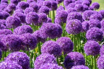 Close up on colorful purple Pom-pom or Allium flowers