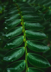 Phyllanthus buxifolius leaf