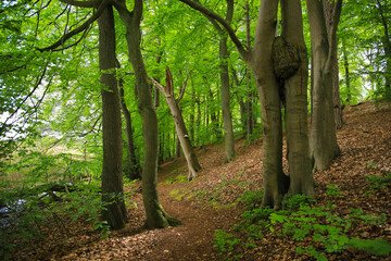 Circular hiking trail Moderfitz lake in Himmelpfort, federal state Brandenburg - Germany