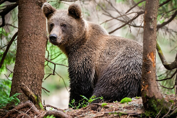 Majestic brown bear, ursus arctos, with wet fur sitting in forest and looking over shoulder....