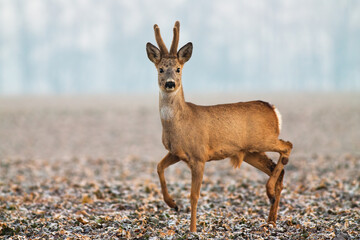Portrait of roe deer, capreolus capreolus, with velvet antlers walking on field in winter. Wild buck with antlers in velvet posing with leg up in chilly morning.