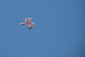 Seagull in flight, Elba Island, Italy