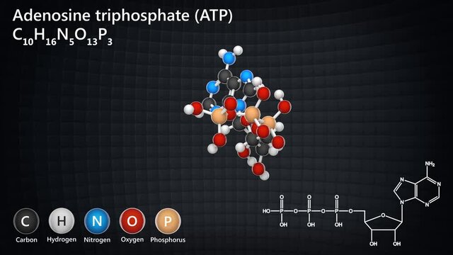 Adenosine triphosphate molecular structure, ATP is intracellular energy transfer. C10H16N5O13P3. 3D render. Seamless loop. Chemical structure model: Ball and Stick.