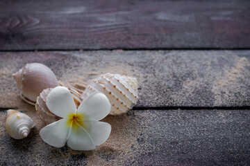 Plumeria flowers with sea shell on black wooden table. free space. aromatherapy spa set for Luxury hotel or massage parlor. vacation in tropical summer travel holidays concept.