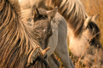 Mare and foal konik horses head in a nature reserve, they graze in the golden reeds © Dasya - Dasya