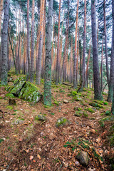 Sendero entre los pinos.  Madrid. España. Europa