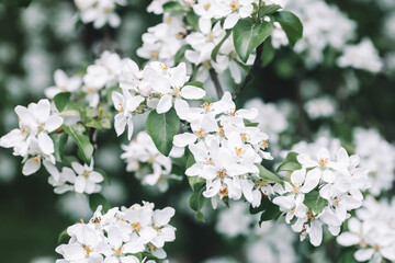 Blossom apple tree spring background. Blooming tree in spring against the background of a sunny spring sky.