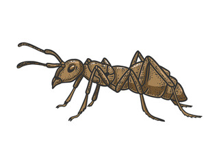 Ant insect sketch raster illustration