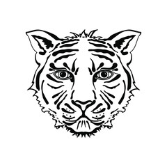 Vector image of a tiger head. Hand drawn predator illustration. Wild animal face
