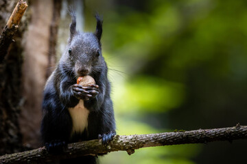 Eichhörnchen mit Haselnuss