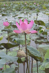 The author took a set of photos in Tam Da lotus lagoon, Ho Chi Minh City. Time: Thursday morning, May 27, 2021. Content: The author hopes the photos can describe the beauty of lotus flowers.