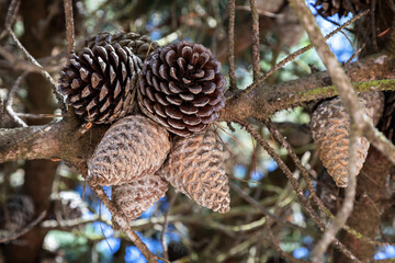 Pine cones on the branch