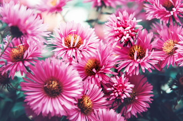 Chrysanthemum (CHRYSANTHEMUM). Close-up. Beautiful natural background.