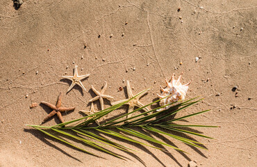Starfish on the sand on the sea background and palm leaves. Vacation concept