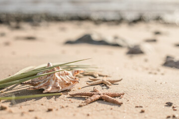 Seashells and seastars on the sand, summer beach background travel concept