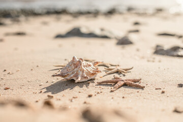 Seashells and seastars on the sand, summer beach background travel concept