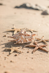 Seashells and seastars on the sand, summer beach background travel concept