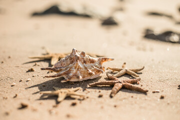 Seashells and seastars on the sand, summer beach background travel concept