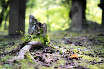 Obraz premium 切り株