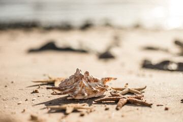 Seashells and seastars on the sand, summer beach background travel concept