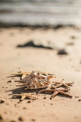 Seashells and seastars on the sand, summer beach background travel concept