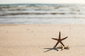 seastars on the sea sand, summer beach background travel concept