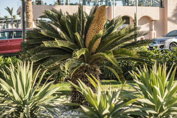 Fototapeta premium Big orange flower of palm tree