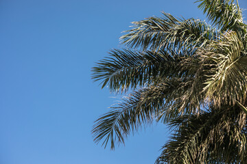 Palm trees against blue sky, coast, beautiful nature scenery. Relaxing environment, palms beach landscape in summer sunny day.