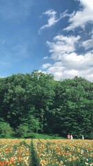 landscape with flowers