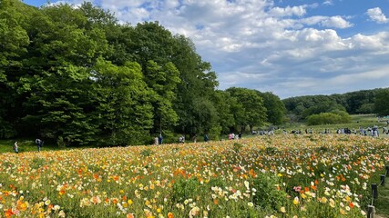 field of poppies