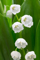 Kwiat konwalii majowej na tle zielonych liści, białe kwiaty z widocznymi pręcikami kwiatu - obrazy, fototapety, plakaty