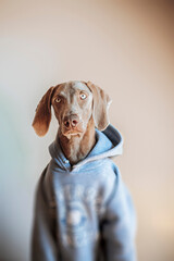 Weimaraner dog breed, young weimaraner with a gray hoodie looking at camera