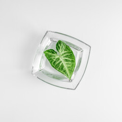 Clean minimal concept with green tropical heart shape leaf in water on white background. Organic eco friendly aesthetic.