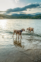 two Weimaraner dogs breed in the water, young weimaraner on a beach at a lake playing