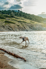 Weimaraner dog breed in the water, young weimaraner on a beach at a lake playing