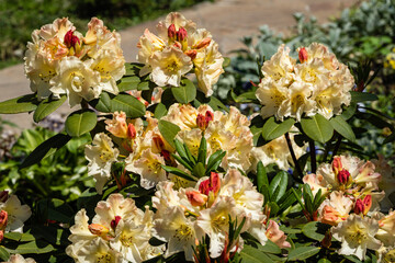 Obraz na płótnie Canvas Large flowering bush of Rhododendron yakushimanum 'Golden Torch' against blurred background of greenery. Selective focus. Ornamental evergreen shrub with beautiful light cream flowers. Adler, Sochi.